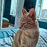 cat, ginger_cat, bed, bedroom, mirror, window, natural_light, indoor, furniture, reflection, calm, pet, animal, fur, whiskers, ears, soft_light, cozy, texture, resting