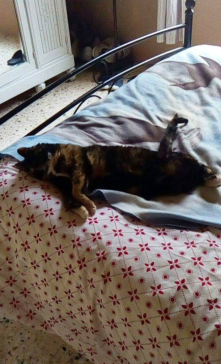 Josette participe au concours pour gagner de l'argent avec cette photo : bed, bed_sheet, canidae, carnivore, cat, dachshund, dog, dog_breed, felidae, floor, furniture, german_shorthaired_pointer, linens, nap, puppy, sleep, small_to_medium_sized_cats, sporting_group, tail, whiskers