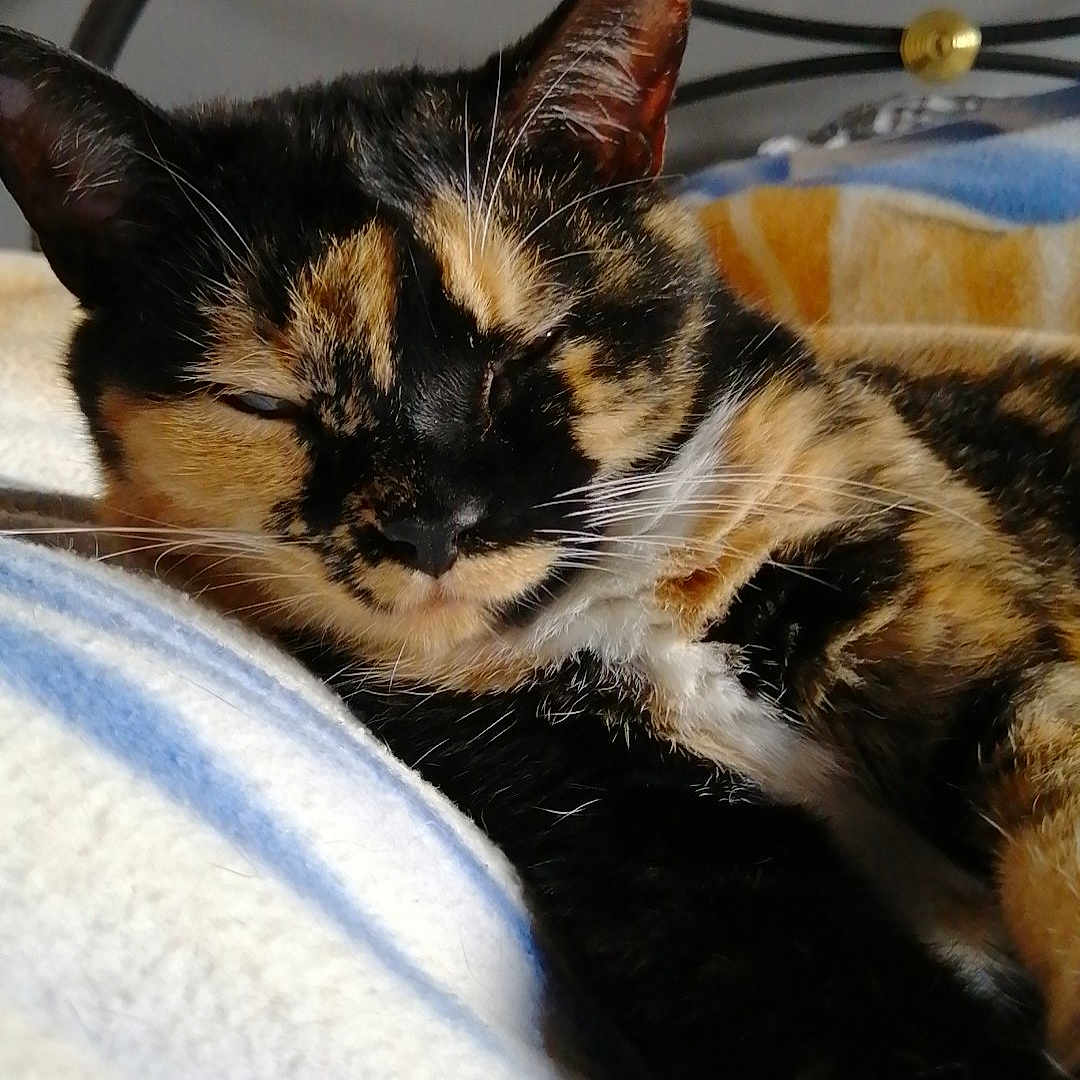 Josette