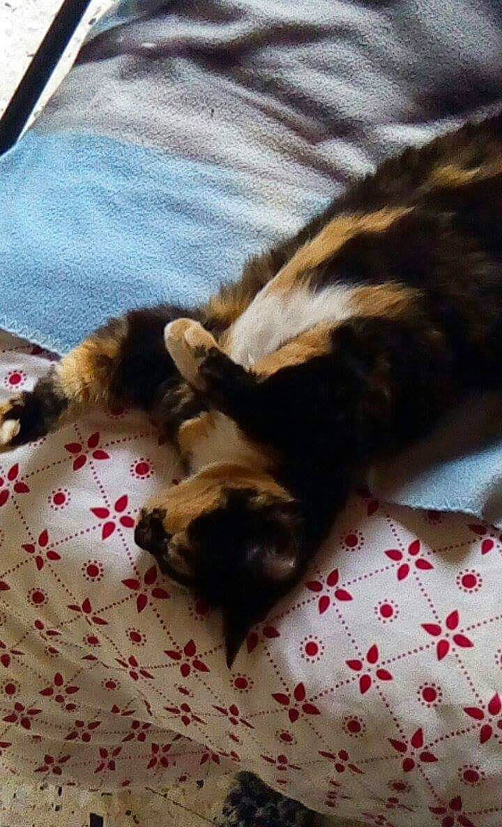 Josette a rejoint le concours — aidez-le/la à gagner de superbes lots ! carnivore, cat, claw, fawn, felidae, fur, kitten, paw, small_to_medium_sized_cats, tail, whiskers