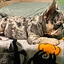 Rolex is registered to the contest to win money with this photo: animal, bed, blanket, cozy, curious, cute, dog, ears, fur, indoors, lying_down, merle, paw, pet, puppy, resting, side_view, snout, soft, young_dog
