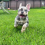 Rolex is registered to the contest to win money with this photo: animal, blue_eyes, canine, cute, dog, energetic, french_bulldog, grass, green, happy, lawn, nature, outdoor, pet, playful, puppy, running, smiling, summer, young