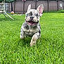 animal, blue_eyes, canine, cute, dog, energetic, french_bulldog, grass, green, happy, lawn, nature, outdoor, pet, playful, puppy, running, smiling, summer, young