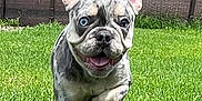 Rolex joined the competition — help win amazing prizes! animal, blue_eye, canine, cute, dog, ears_up, french_bulldog, front_view, grass, greenery, happy, merle, nature, outdoor, pet, playful, puppy, running, summer, tongue_out