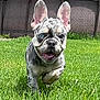 animal, blue_eye, canine, cute, dog, ears_up, french_bulldog, front_view, grass, greenery, happy, merle, nature, outdoor, pet, playful, puppy, running, summer, tongue_out