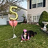 dog, bernese_mountain_dog, birthday, balloons, number_5, grass, lawn, house, shrubbery, tree, suburban, outdoor, pet, celebration, party, pink_crown, pink_cape, daytime, smiling_dog, festive