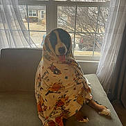 Bailey is registered to the contest to win money with this photo: dog, blanket, couch, window, tongue_out, indoor, pet, curtains, cozy, home, animal, fur, sitting, suburban, daylight, comfort, wrapped, cute, playful, relaxing