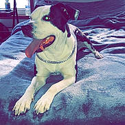 Turbah is registered to the contest to win money with this photo: dog, black_and_white, bed, blanket, tongue_out, collar, indoor, window, chair, water_bottle, poster, twisted_tea, fur, pet, relaxed, metal_chain, mouth_open, paw, resting, canine