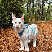 Argos a rejoint le concours — aidez-le/la à gagner de superbes lots ! cat, white_cat, fluffy, odd_eyed, heterochromia, animal, pet, harness, leash, forest, woodland, trail, outdoors, trees, foliage, nature, pine_needles, standing, portrait, blue_accessories
