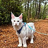 cat, white_cat, fluffy, odd_eyed, heterochromia, animal, pet, harness, leash, forest, woodland, trail, outdoors, trees, foliage, nature, pine_needles, standing, portrait, blue_accessories