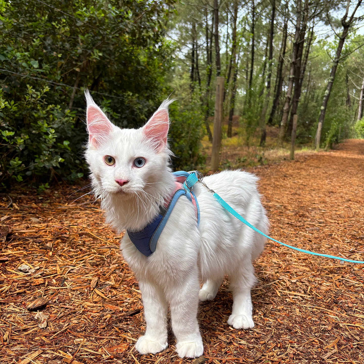 Argos a rejoint le concours — aidez-le/la à gagner de superbes lots ! cat, white_cat, fluffy, odd_eyed, heterochromia, animal, pet, harness, leash, forest, woodland, trail, outdoors, trees, foliage, nature, pine_needles, standing, portrait, blue_accessories