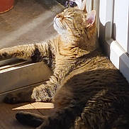 Zezette participe au concours pour gagner de l'argent avec cette photo : animal, cat, content, cozy, domestic_cat, door, feline, floor, fur, indoor, pet, relaxing, resting, sleeping, sunbeam, sunlight, tabby, warm, whiskers, wood_floor