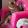 animal, butterflies, cat, colorful, cozy, cute, domestic_cat, feline, fluffy_blanket, furniture, green_eyes, hearts, indoor, pet, pink_chair, portrait, relaxed, resting, tabby, wood_floor