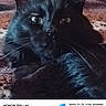 animal, black_cat, blurred, camera_details, cat, close_up, eyes, feline, fur, grainy, honor_200_lite, indoor, pet, portrait, resting, technology, texture, warm_tone, watermark, whiskers