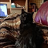 animal, black_cat, blanket, cat, couch, cozy, curious, domestic, fur, furniture, home, indoor, leather, looking, mammal, pet, relaxed, resting, shelf, warm_lighting