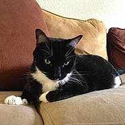 Pip Squeak is registered to the contest to win money with this photo: animal, black_and_white, cat, couch, cozy, domestic_cat, ear, fur, furniture, home, indoor, looking, paw, pet, relaxed, resting, soft, tail, tuxedo_cat, whiskers