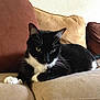 animal, black_and_white, cat, couch, cozy, domestic_cat, ear, fur, furniture, home, indoor, looking, paw, pet, relaxed, resting, soft, tail, tuxedo_cat, whiskers