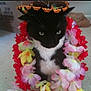 cat, black_and_white, sombrero, flower_lei, indoor, carpet, pet, animal, costume, decorative, curious, sitting, whiskers, feline, cute, colorful, accessory, portrait, domestic_cat, funny