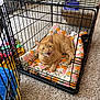 animal, carpet, cat, cozy, crate, cushion, cute, expression, feline, floral_pattern, ginger_cat, home, indoor, mammal, meowing, orange_cat, pet, pet_bed, resting, wire_crate
