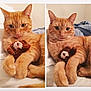 animal, bed, blanket, cat, close_up, cozy, cute, domestic_cat, feline, ginger_cat, indoor, laying_down, orange_fur, paws, pet, plush_toy, soft_lighting, teddy_bear, two_images, whiskers