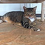 animal, bench, calm, cat, close_up, feline, fur, green_eyes, home, indoor, looking_at_camera, paw, pet, quiet, relaxed, resting, stone_floor, striped, tabby_cat, whiskers