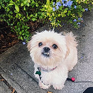 Zelda joined the competition — help win amazing prizes! adorable, animal, canine, collar, concrete, cute, dog, expression, flowers, fluffy, fur, greenery, leash, nature, outdoor, pet, purple_flowers, sidewalk, small_dog, walking