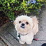 adorable, animal, canine, collar, concrete, cute, dog, expression, flowers, fluffy, fur, greenery, leash, nature, outdoor, pet, purple_flowers, sidewalk, small_dog, walking