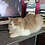 cat, fluffy_cat, office, desk, computer_monitor, keyboard, papers, clutter, indoor, pet, feline, resting, white_and_beige, long_hair, screen, workstation, stationary, calendar, relaxed, household