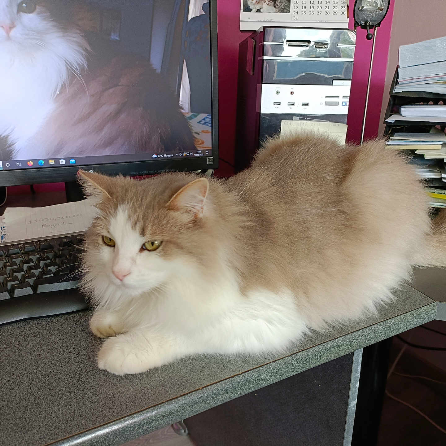 Moustique participe au concours pour gagner de l'argent avec cette photo : calendar, cat, clutter, computer_monitor, desk, feline, fluffy_cat, household, indoor, keyboard, long_hair, office, papers, pet, relaxed, resting, screen, stationary, white_and_beige, workstation