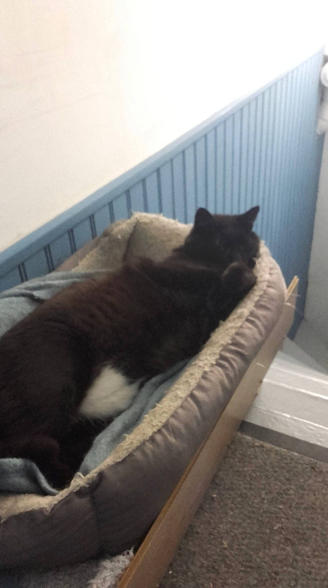 Kos participe au concours pour gagner de l'argent avec cette photo : bed, black_cat, carnivore, cat, comfort, domestic_short_haired_cat, felidae, furniture, nap, russian_blue, small_to_medium_sized_cats, tail, whiskers