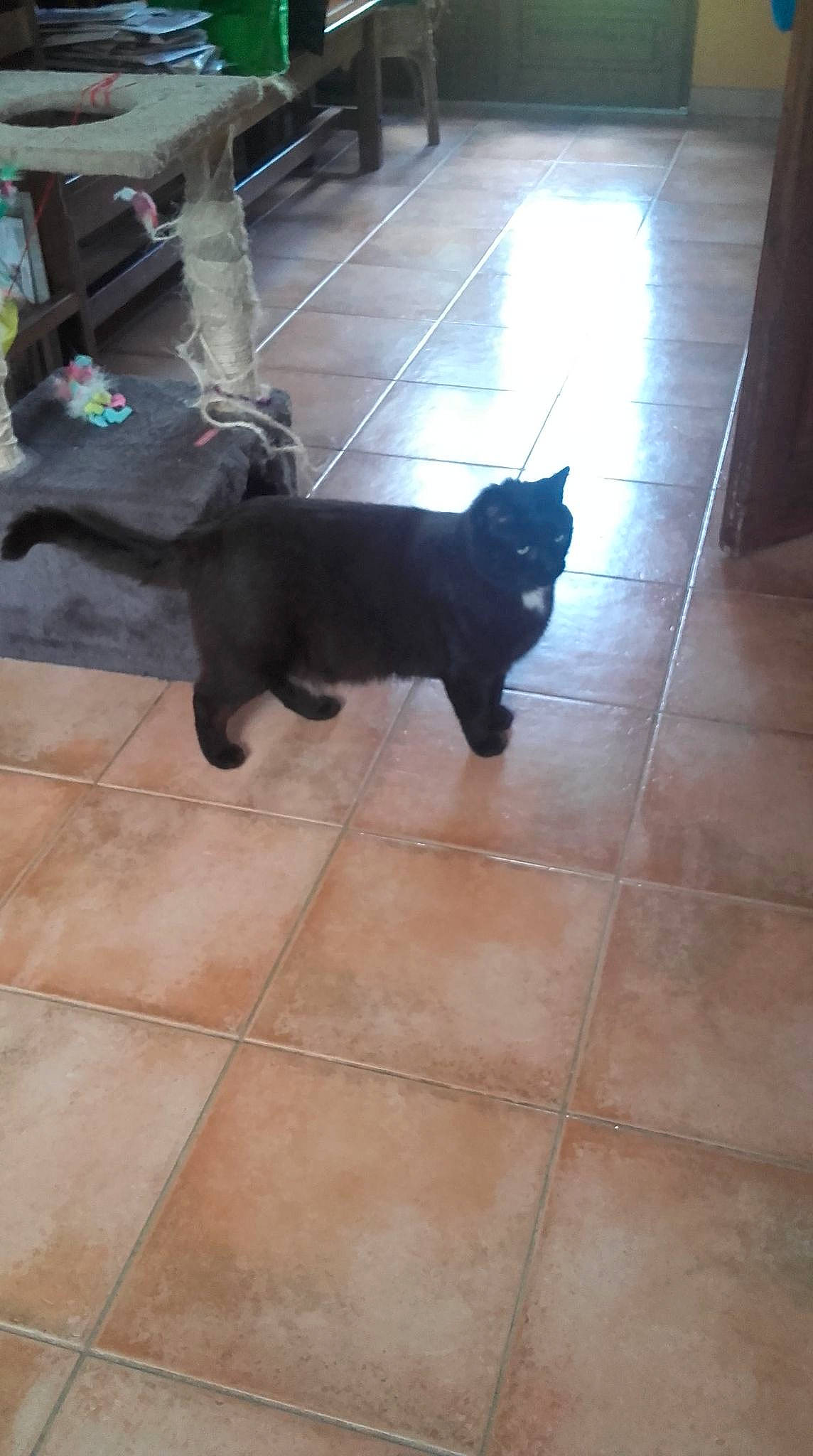 Kos a rejoint le concours — aidez-le/la à gagner de superbes lots ! black, black_cat, british_shorthair, canidae, carnivore, cat, dog_breed, fawn, felidae, floor, flooring, hardwood, kitten, korat, mammal, russian_blue, small_to_medium_sized_cats, sporting_group, tail, tile