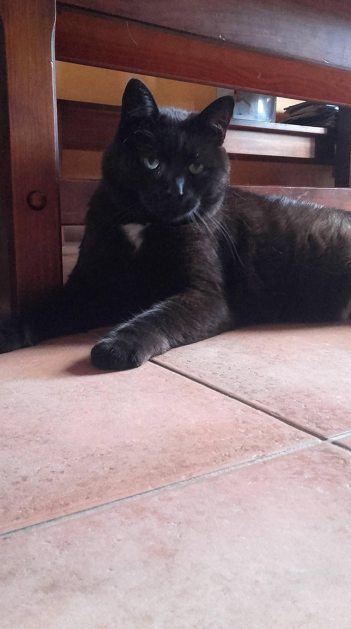 Kos a rejoint le concours — aidez-le/la à gagner de superbes lots ! black, black_cat, bombay, british_shorthair, carnivore, cat, domestic_short_haired_cat, eye, felidae, floor, fur, korat, leg, mammal, polydactyl_cat, small_to_medium_sized_cats, snout, tail, tile, whiskers