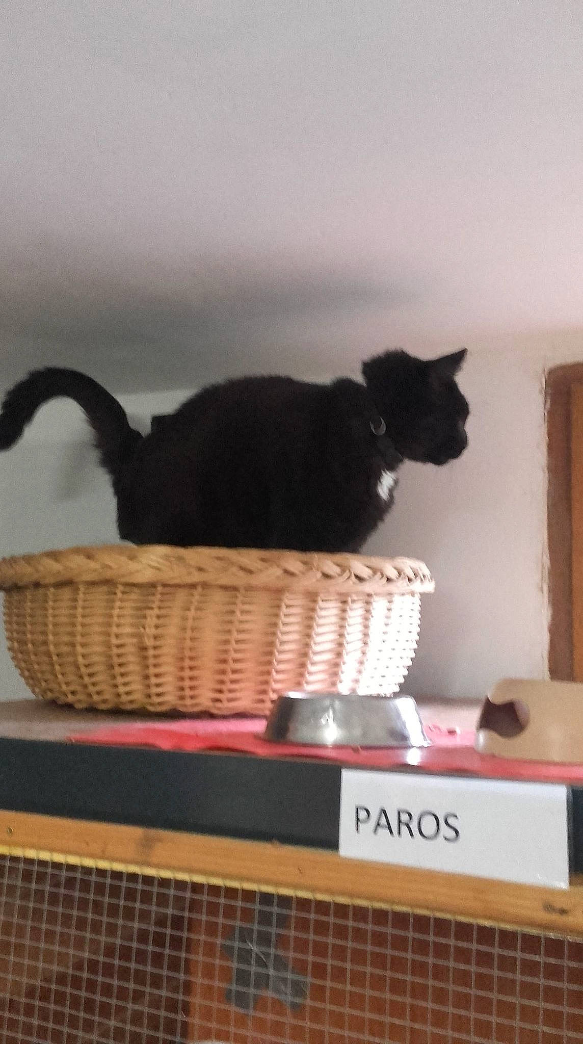 Kos a rejoint le concours — aidez-le/la à gagner de superbes lots ! black_cat, british_shorthair, carnivore, cat, chartreux, domestic_short_haired_cat, european_shorthair, felidae, russian_blue, shelf, small_to_medium_sized_cats, tail, whiskers