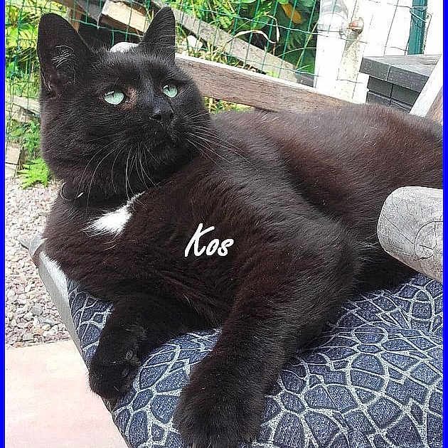 Kos