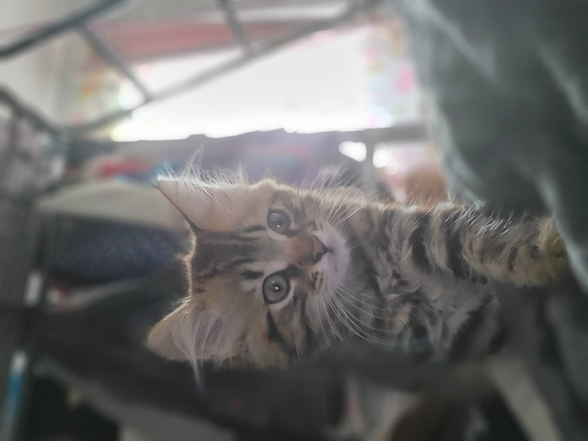 Minus participe au concours pour gagner de l'argent avec cette photo : carnivore, cat, darkness, domestic_short_haired_cat, felidae, fur, glass, grass, iris, monochrome, monochrome_photography, paw, plant, small_to_medium_sized_cats, snout, tail, tree, whiskers, wildlife