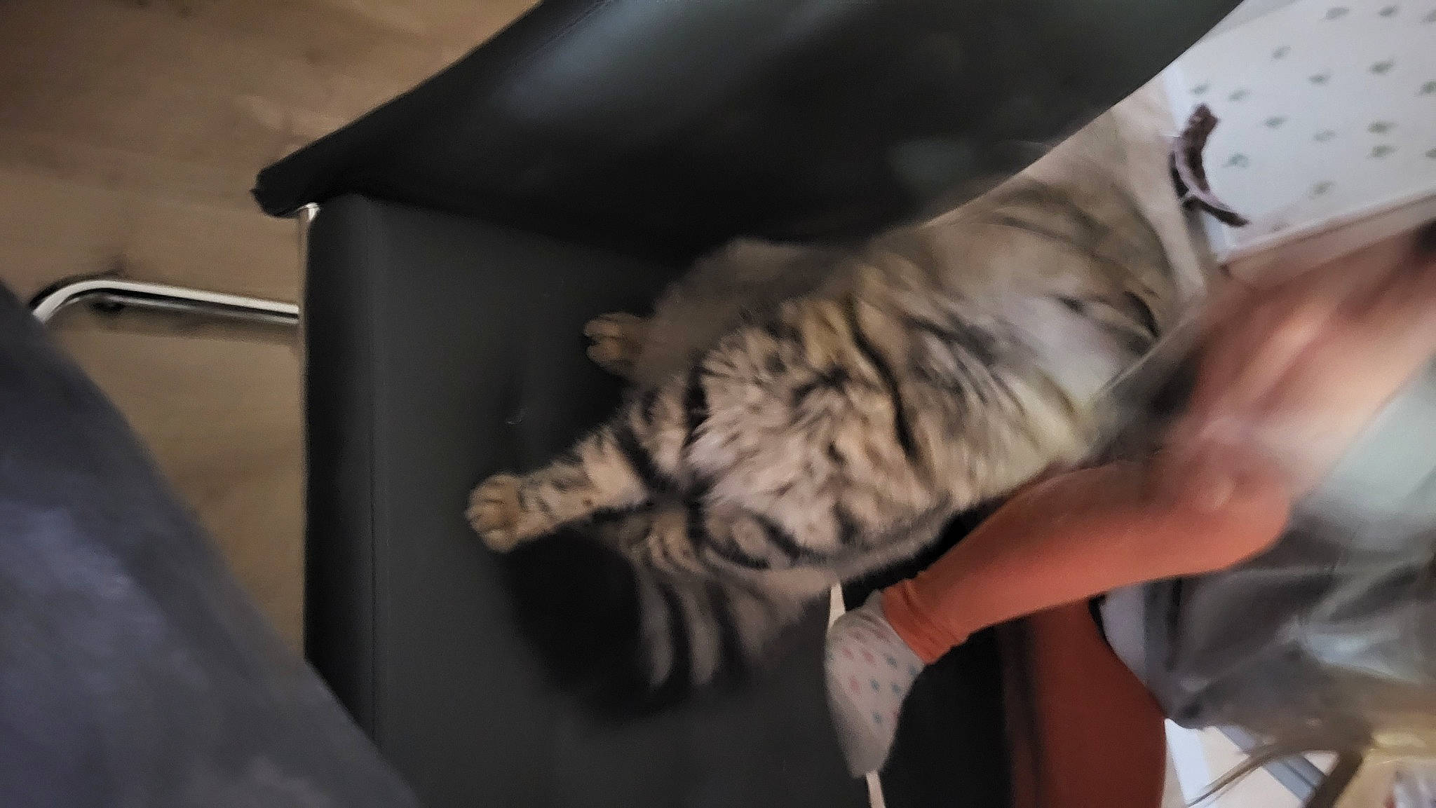 Minus participe au concours pour gagner de l'argent avec cette photo : barefoot, cat, comfort, domestic_short_haired_cat, elbow, felidae, flesh, foot, fur, gesture, human_leg, knee, nail, pattern, room, small_to_medium_sized_cats, tail, thigh, whiskers, wrist