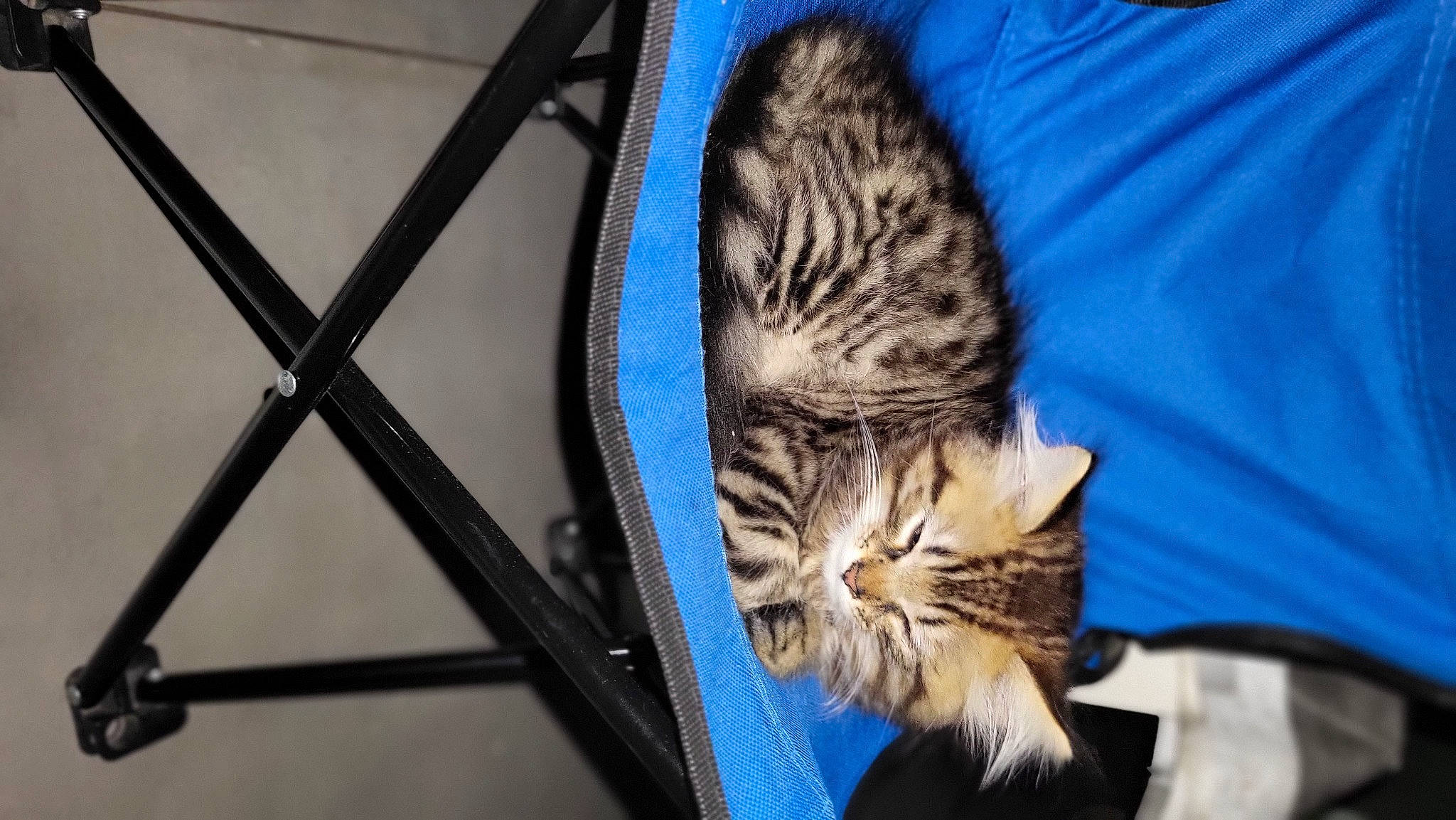 Minus participe au concours pour gagner de l'argent avec cette photo : carnivore, cat, claw, comfort, domestic_short_haired_cat, felidae, fur, mammal, metal, paw, small_to_medium_sized_cats, snout, tail, terrestrial_animal, vertebrate, whiskers, wildlife