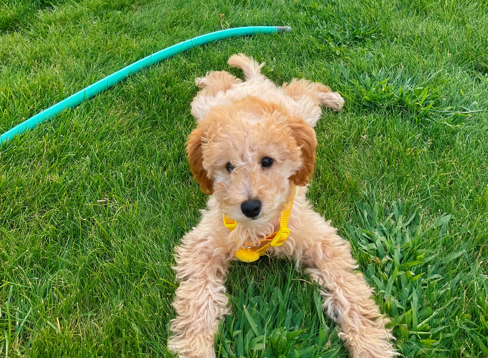 Grizzly joined the competition — help win amazing prizes! canidae, carnivore, companion_dog, dog, dog_breed, dog_clothes, dog_supply, fawn, fur, grass, lawn, maltepoo, plant, small_terrier, snout, sporting_group, terrier, toy, toy_dog, water_dog