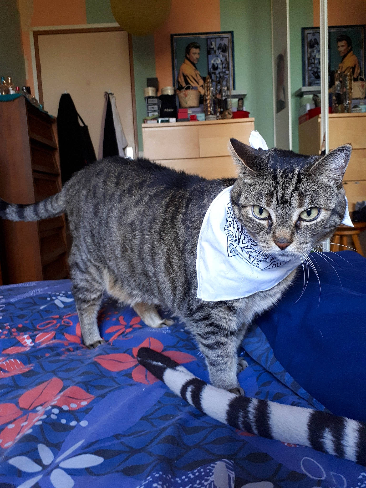 Chacha a rejoint le concours — aidez-le/la à gagner de superbes lots ! american_shorthair, asian, california_spangled, cat, cat_like_mammal, domestic_short_haired_cat, dragon_li, european_shorthair, fur, kitten, mammal, person, pixie_bob, small_to_medium_sized_cats, tabby_cat, whiskers