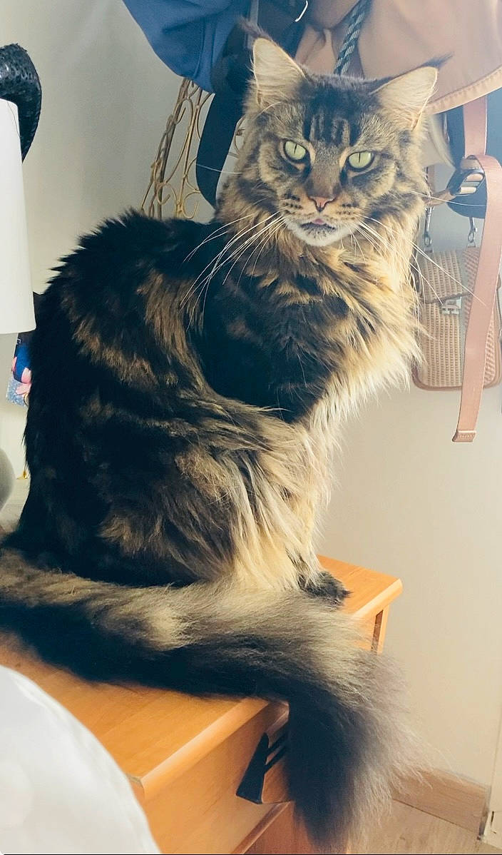 Tango a rejoint le concours — aidez-le/la à gagner de superbes lots ! angora, animal, architecture, building, cat, chair, drawer, face, furniture, head, indoors, kitten, lamp, livingroom, manx, person, pet, photography, room, wood