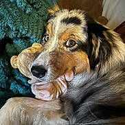 Taia participe au concours pour gagner de l'argent avec cette photo : dog, stuffed_toy, plush, blanket, pillow, fur, closeup, pet, snuggle, indoor, brown, white, black, tan, cozy, cute, animal, companion, relaxed, soft