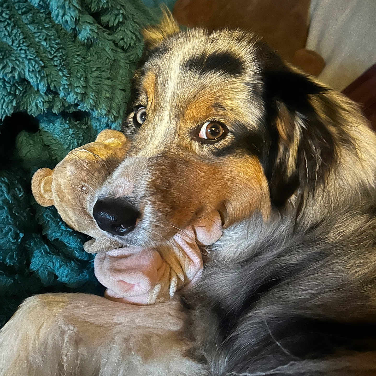 Taia participe au concours pour gagner de l'argent avec cette photo : animal, black, blanket, brown, closeup, companion, cozy, cute, dog, fur, indoor, pet, pillow, plush, relaxed, snuggle, soft, stuffed_toy, tan, white