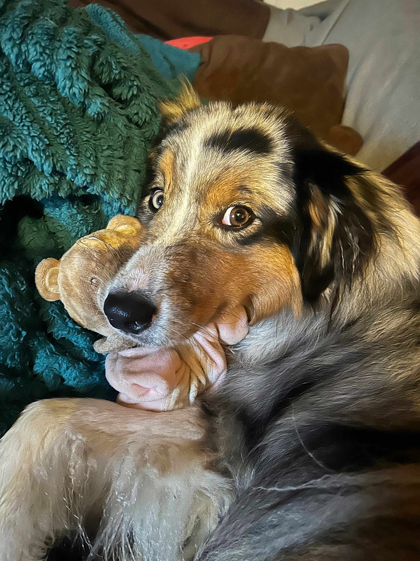 Taia participe au concours pour gagner de l'argent avec cette photo : dog, stuffed_toy, plush, blanket, pillow, fur, closeup, pet, snuggle, indoor, brown, white, black, tan, cozy, cute, animal, companion, relaxed, soft