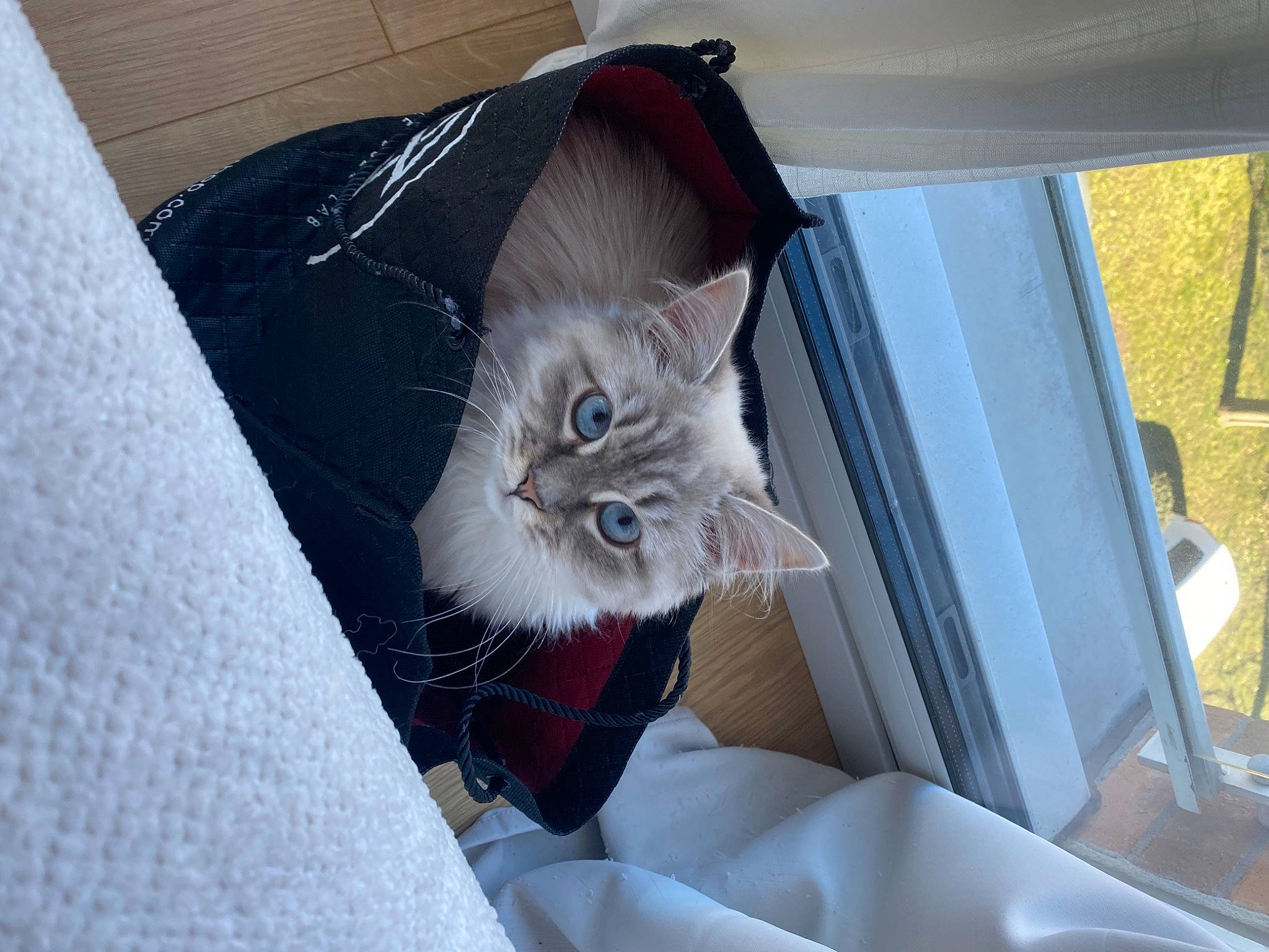 Naya participe au concours pour gagner de l'argent avec cette photo : bag, baggage, box, carnivore, cat, cat_supply, chair, comfort, couch, domestic_short_haired_cat, fawn, felidae, fur, grey, room, small_to_medium_sized_cats, tail, whiskers, window, wood