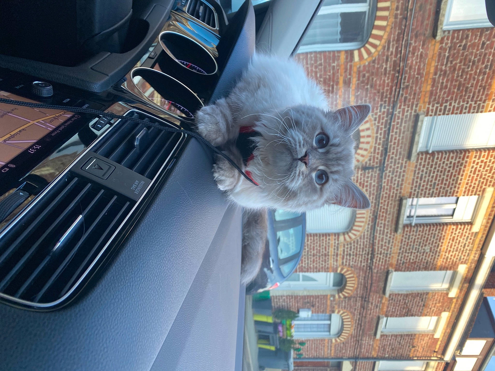 Naya participe au concours pour gagner de l'argent avec cette photo : automotive_exterior, automotive_lighting, automotive_tire, car, carnivore, cat, door, felidae, grey, hood, motor_vehicle, personal_luxury_car, plant, russian_blue, small_to_medium_sized_cats, tire, vehicle, vehicle_door, whiskers, window
