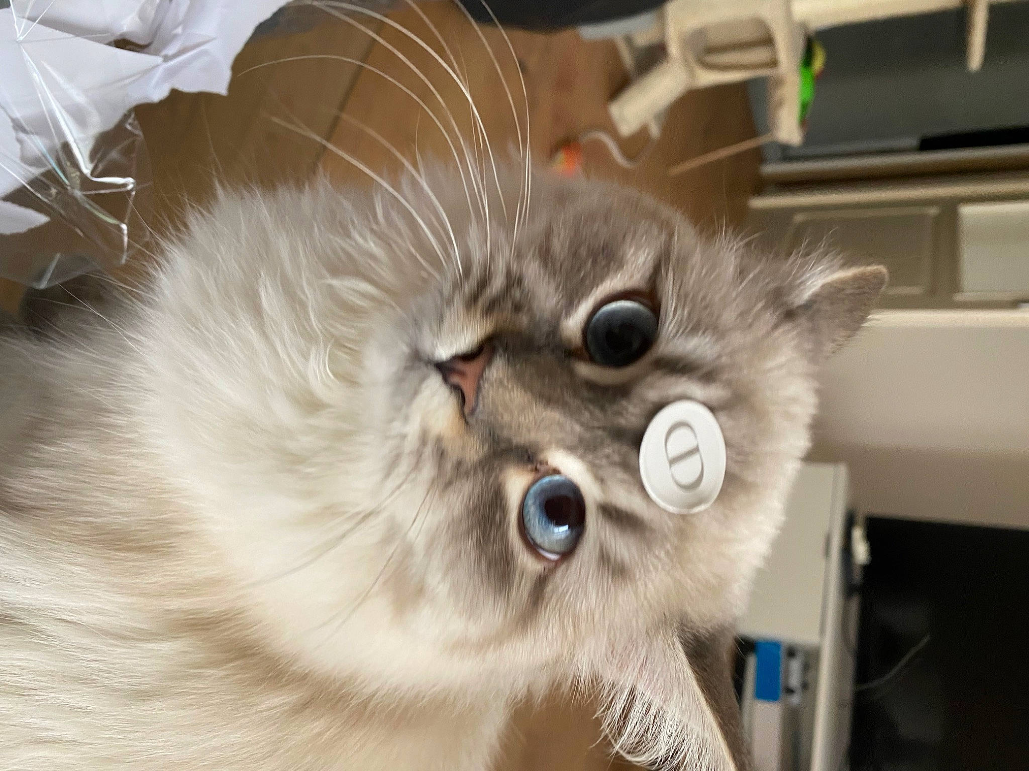 Naya participe au concours pour gagner de l'argent avec cette photo : balinese, british_longhair, carnivore, cat, claw, computer_keyboard, domestic_short_haired_cat, fang, fawn, felidae, fur, norwegian_forest_cat, paw, persian, plant, ragdoll, small_to_medium_sized_cats, snout, thai, whiskers