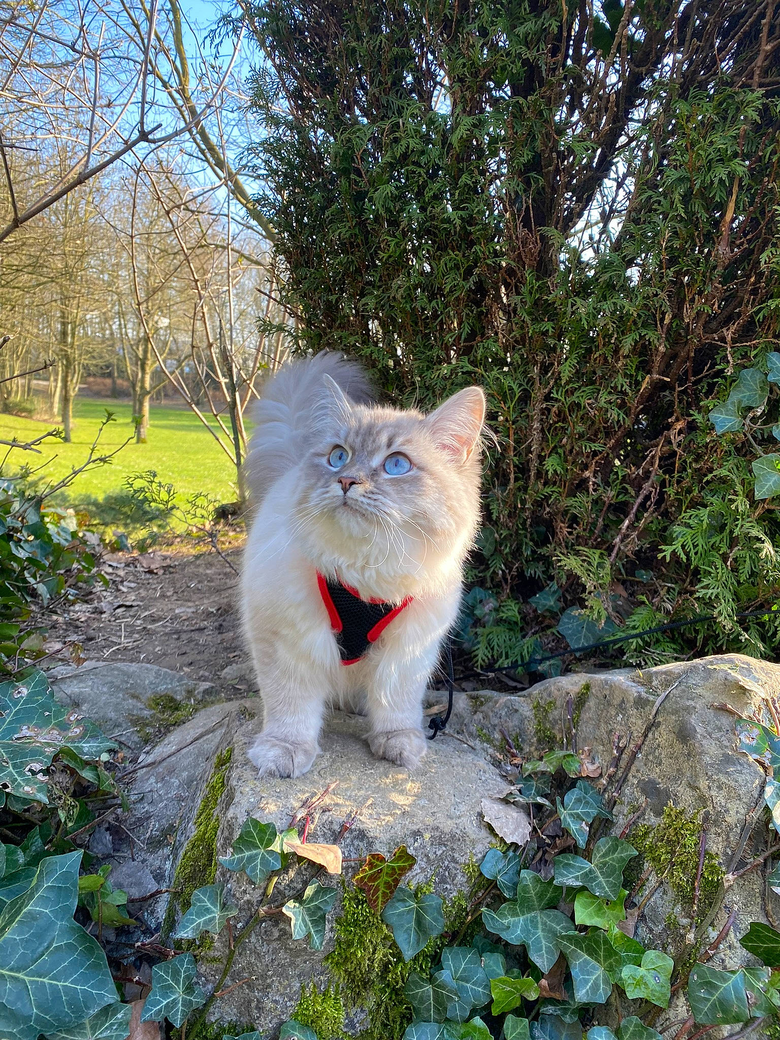 Naya participe au concours pour gagner de l'argent avec cette photo : canidae, carnivore, cat, domestic_short_haired_cat, fawn, felidae, fur, garden, grass, groundcover, plant, shrub, small_to_medium_sized_cats, snout, tail, terrestrial_animal, tree, trunk, whiskers, wildlife