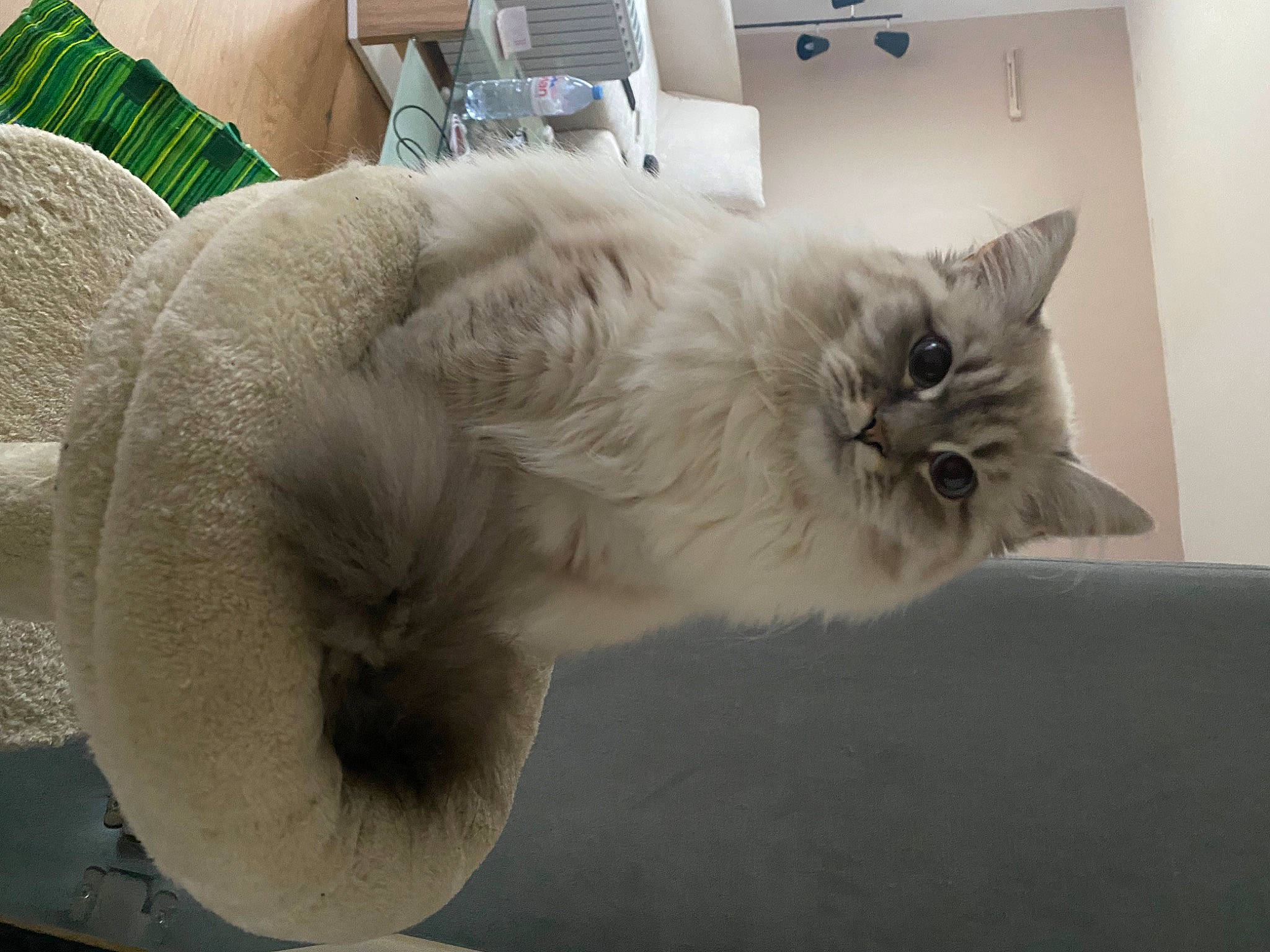 Naya participe au concours pour gagner de l'argent avec cette photo : balinese, british_longhair, carnivore, cat, claw, comfort, couch, domestic_short_haired_cat, fawn, felidae, fur, grey, mammal, paw, room, small_to_medium_sized_cats, snout, tail, whiskers, window