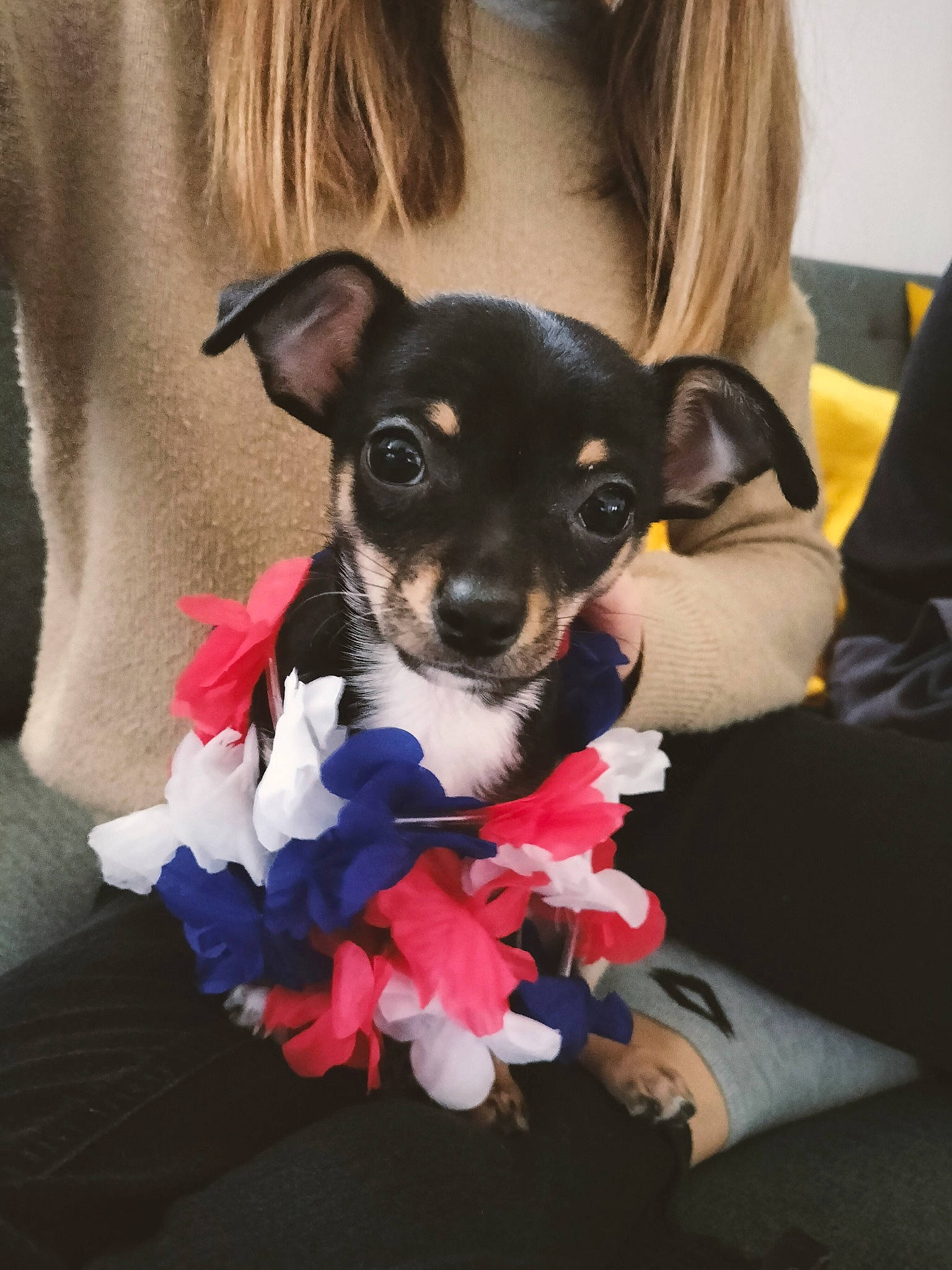 Tao participe au concours pour gagner de l'argent avec cette photo : canidae, carnivore, chihuahua, companion_dog, costume, dog, dog_breed, dog_clothes, dog_supply, ear, fawn, fur, magenta, paw, russkiy_toy, snout, sporting_group, toy_dog, whiskers, working_animal