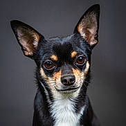 Tao a rejoint le concours — aidez-le/la à gagner de superbes lots ! alert, animal, background, black_fur, chihuahua, closeup, cute, dog, domestic_animal, ears, expression, looking_at_camera, muzzle, pet, portrait, small_dog, studio_lighting, tan_markings, whiskers, white_chest